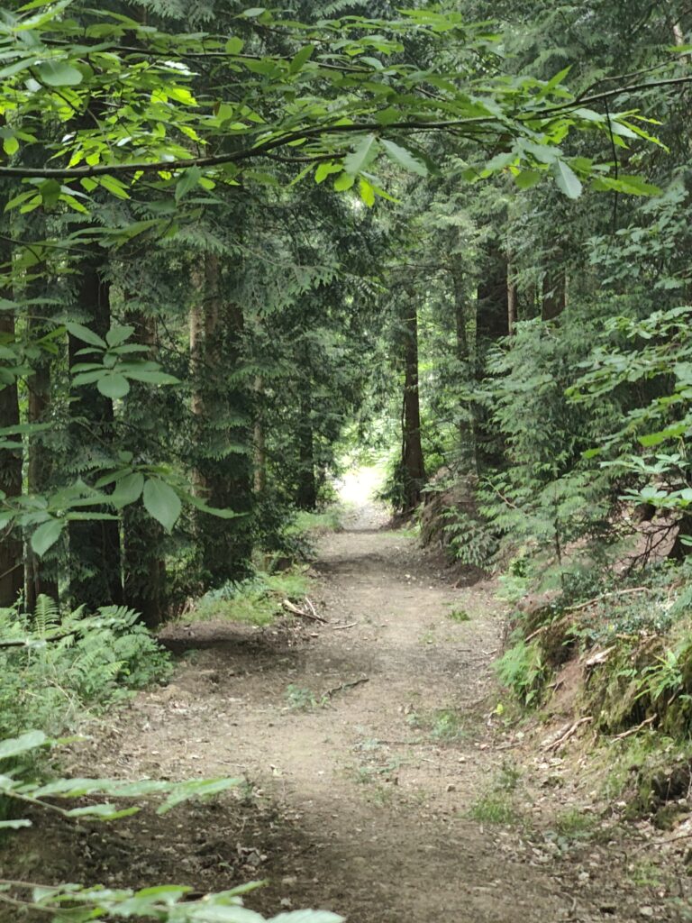 The Forest of Dean