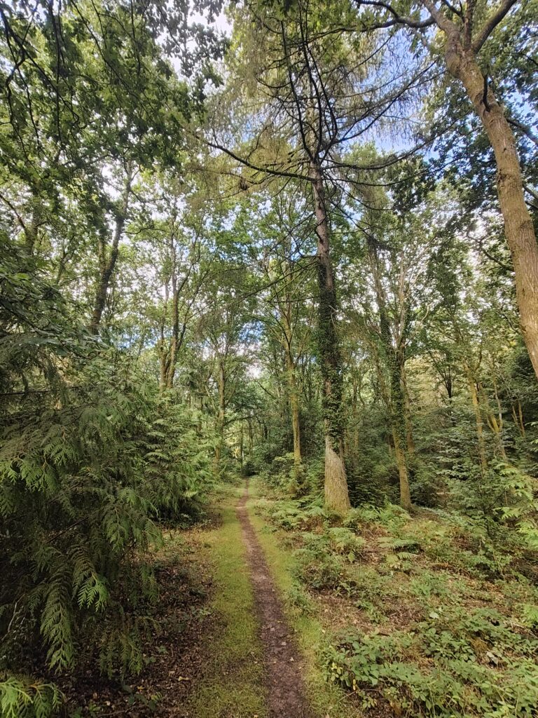 The Forest of Dean