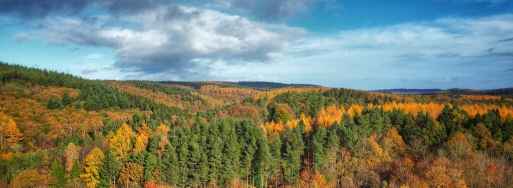 Forest of Dean views