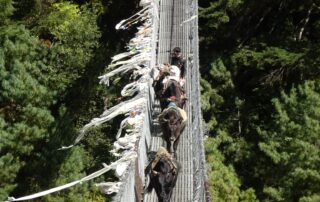 himalaya-yaks-suspension-bridge Yaks crossing a suspension bridge draped with prayer flags in Nepal